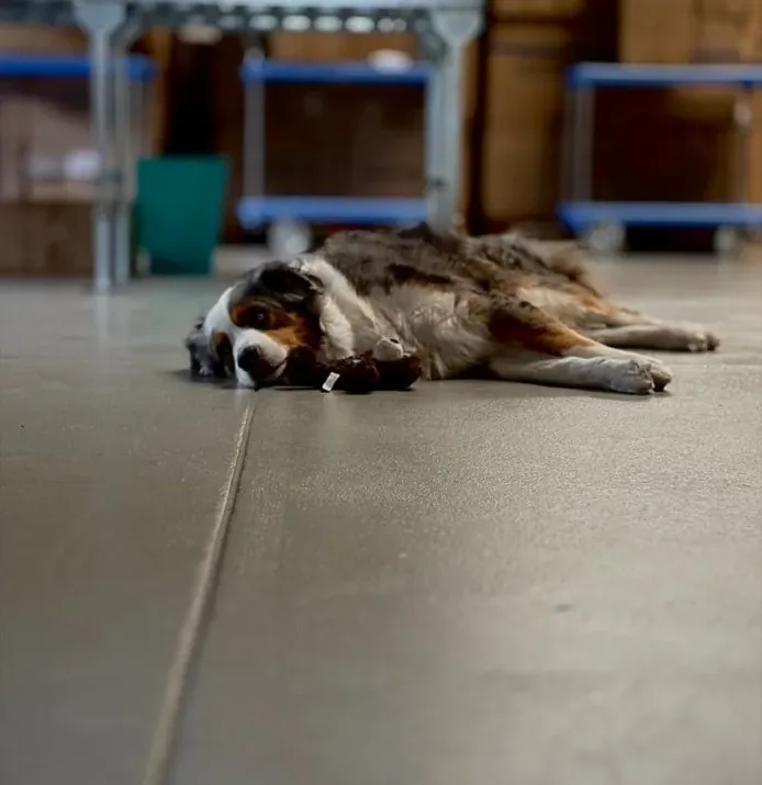 Hund Odin liegt mit Kuscheltier auf dem Hallenboden zwischen Kartons und Packtischen